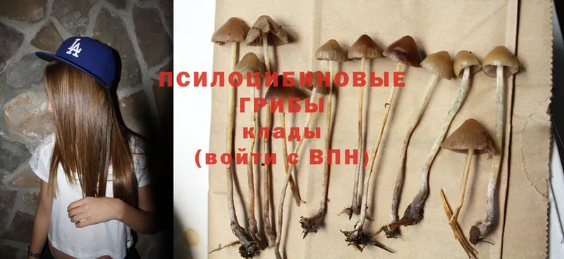 omg как зайти  Западная Двина  Галлюциногенные грибы Psilocybe 